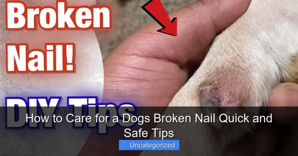 How to Care for a Dogs Broken Nail Quick and Safe Tips