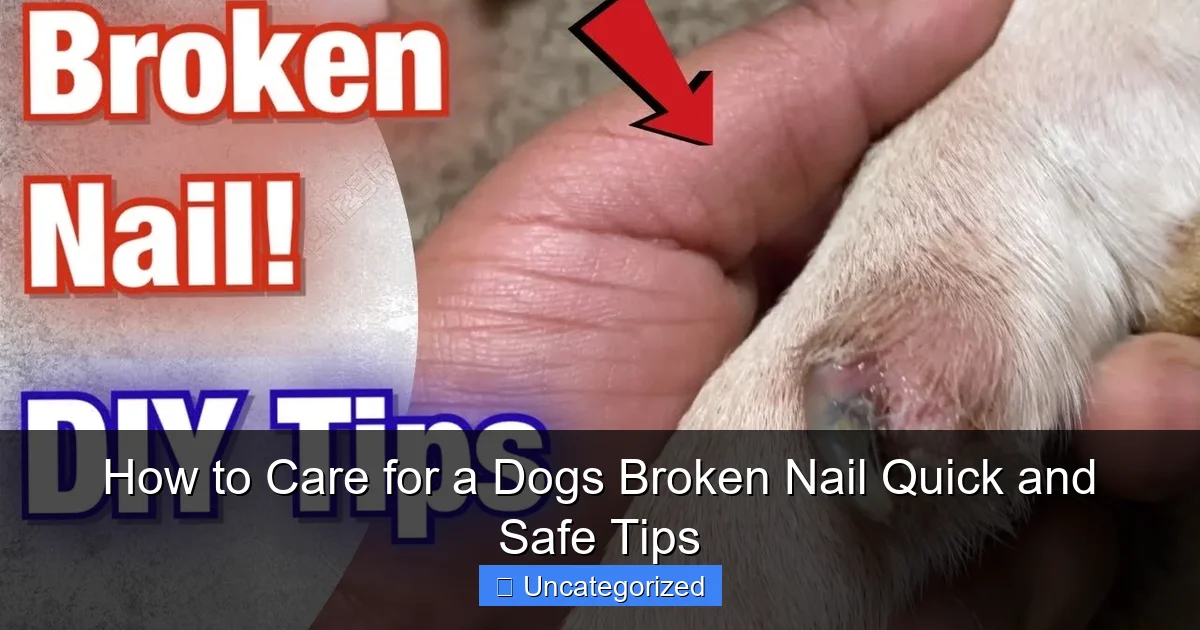 How to Care for a Dogs Broken Nail Quick and Safe Tips