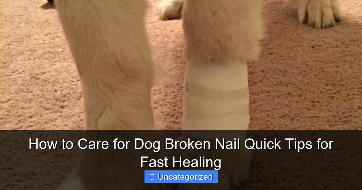 How to Care for Dog Broken Nail Quick Tips for Fast Healing