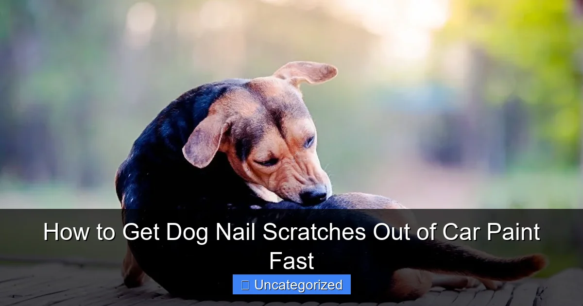 How to Get Dog Nail Scratches Out of Car Paint Fast