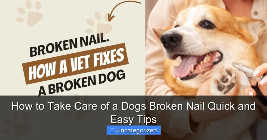 How to Take Care of a Dogs Broken Nail Quick and Easy Tips