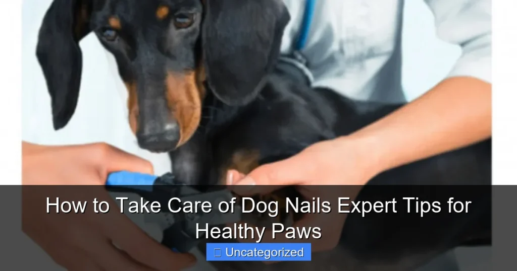 How to Take Care of Dog Nails Expert Tips for Healthy Paws