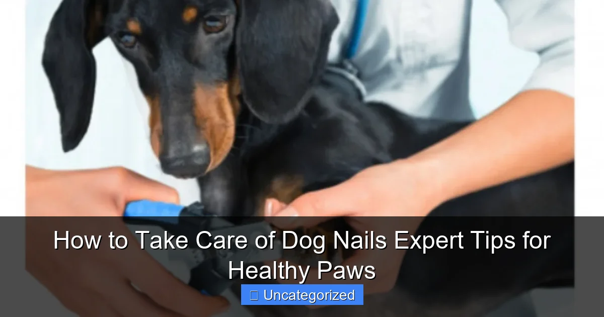 How to Take Care of Dog Nails Expert Tips for Healthy Paws